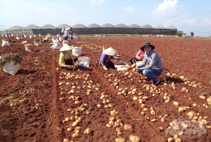 Giống mới, kỹ thuật mới giúp năng suất khoai tây tăng vọt 1 1 1