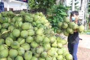 100941 ben tre tap trung ho tro nong dan thu hoach dua trong mua dich