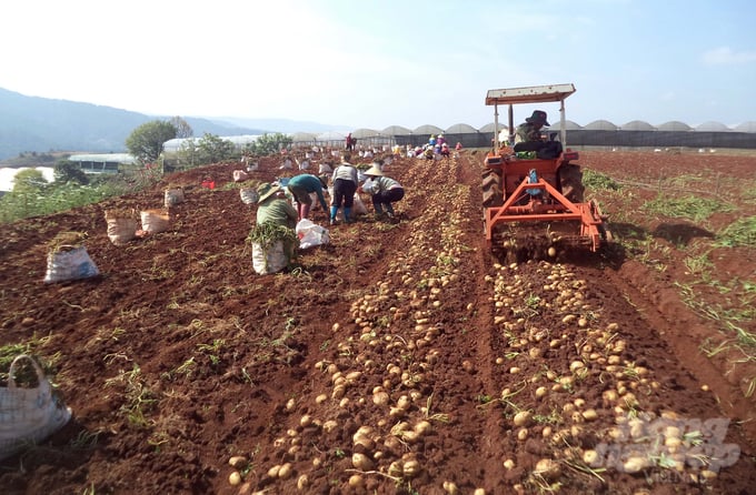 Giống mới, kỹ thuật mới giúp năng suất khoai tây tăng vọt 2 2 2