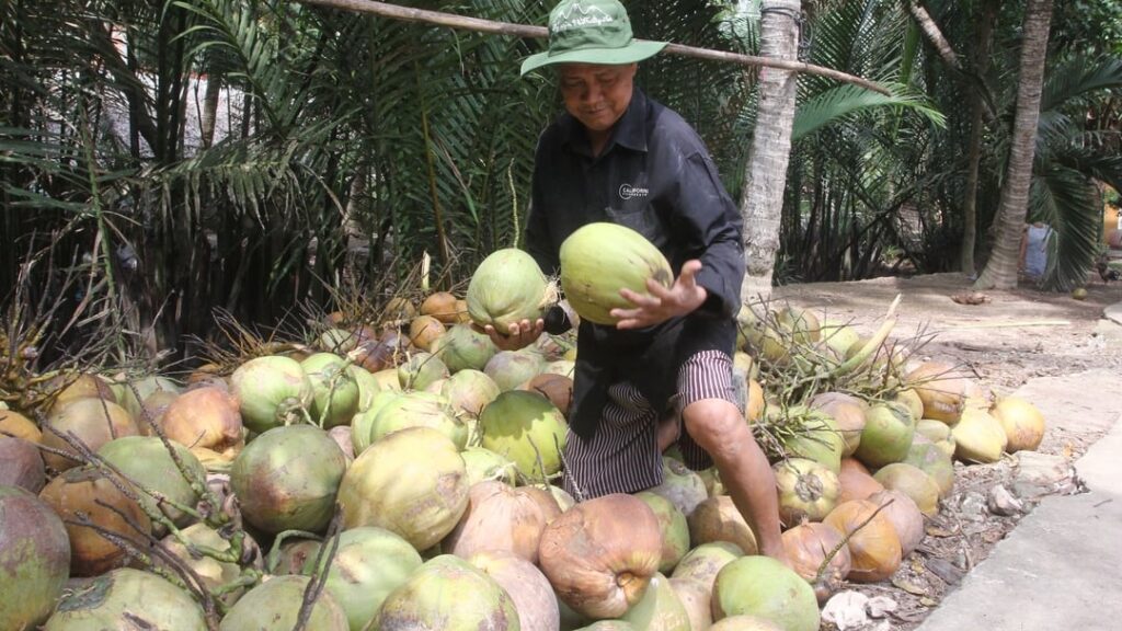 Phát triển dừa Bến Tre thành sản phẩm hàng hóa 1 4
