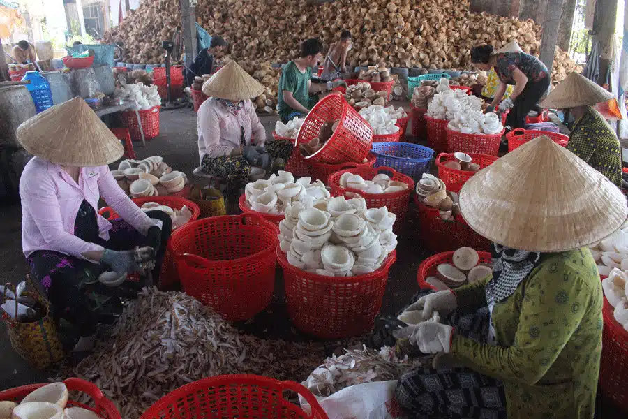 Phát triển dừa Bến Tre thành sản phẩm hàng hóa 2 5